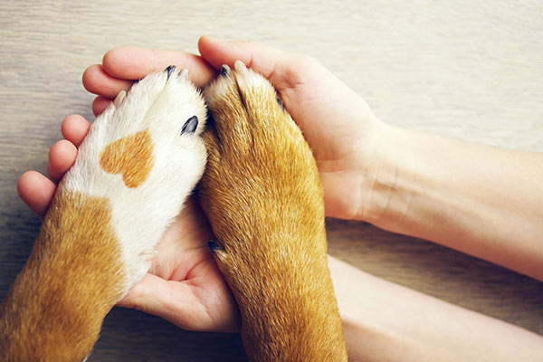 Menschenhände und Hundepfoten